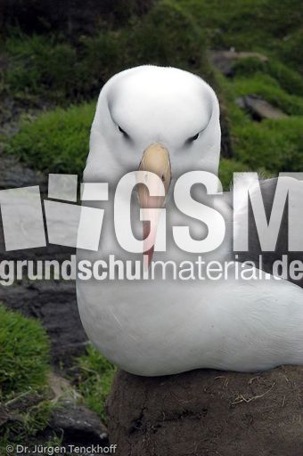 Schwarzbrauenalbatros (32 von 52).jpg